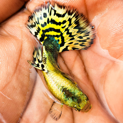 Yellow Tiger Halfmoon Guppy Fish