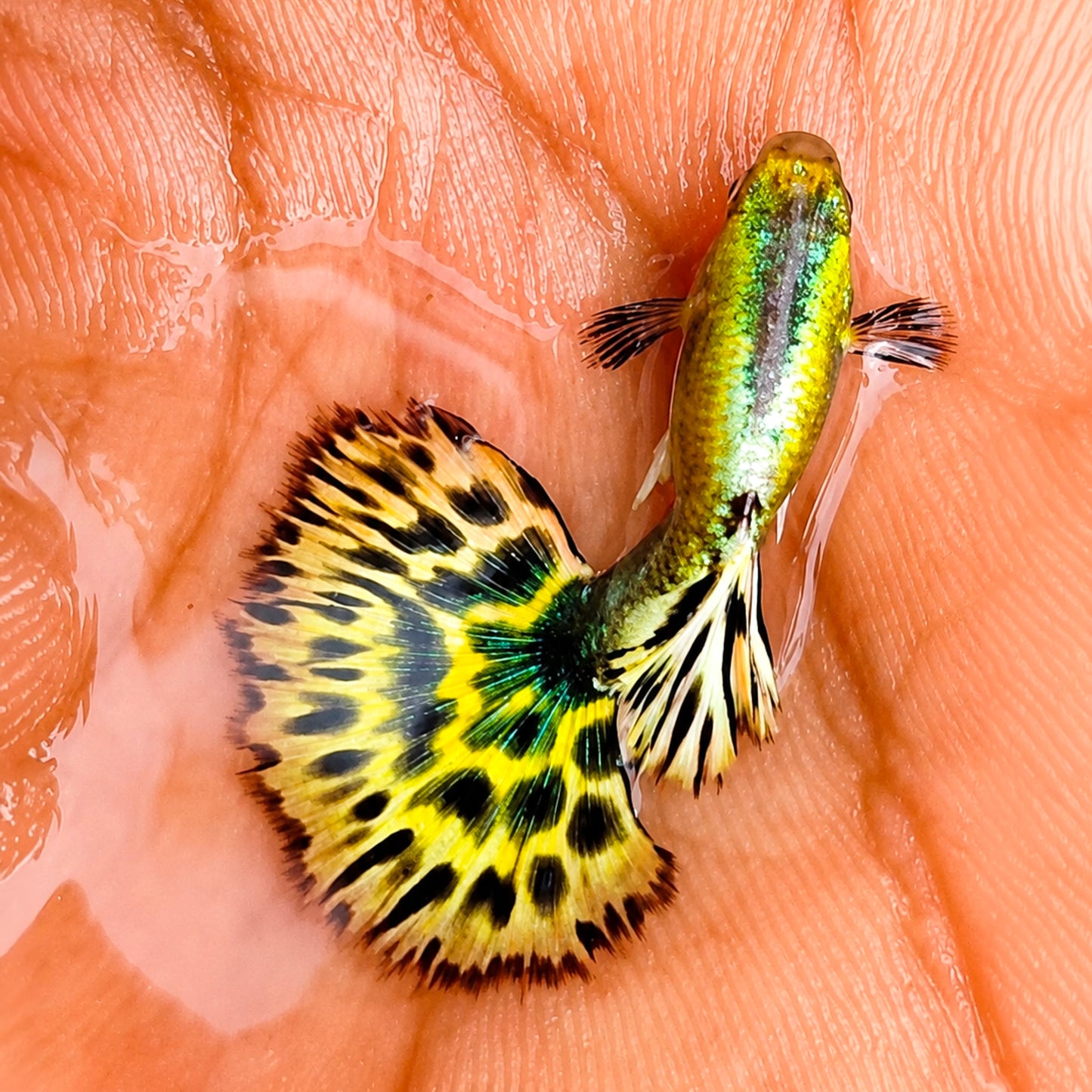 Yellow Tiger Halfmoon Guppy Fish