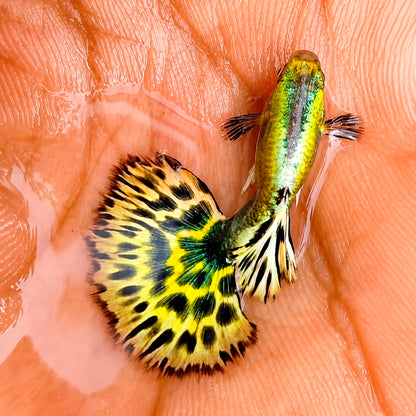 Yellow Tiger Halfmoon Guppy Fish