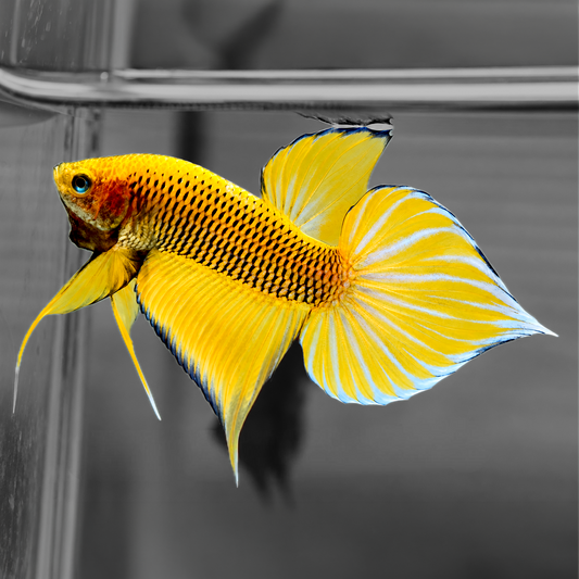 Yellow Wild Betta Splendens Hybrid Male