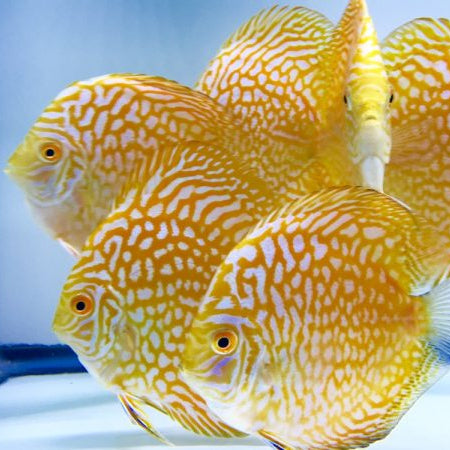 Yellow Pigeon Checkerboard Discus Fish