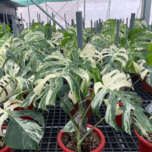 Variegated Monstera Albo Mature Plant (3 -4 Leaves) | Grower Pick