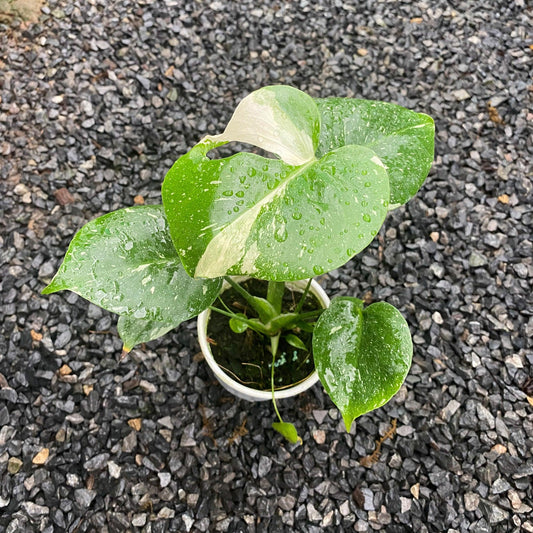 Variegated Monstera Thai Constellation Mature Plant 3.5 Inches VIP Grade