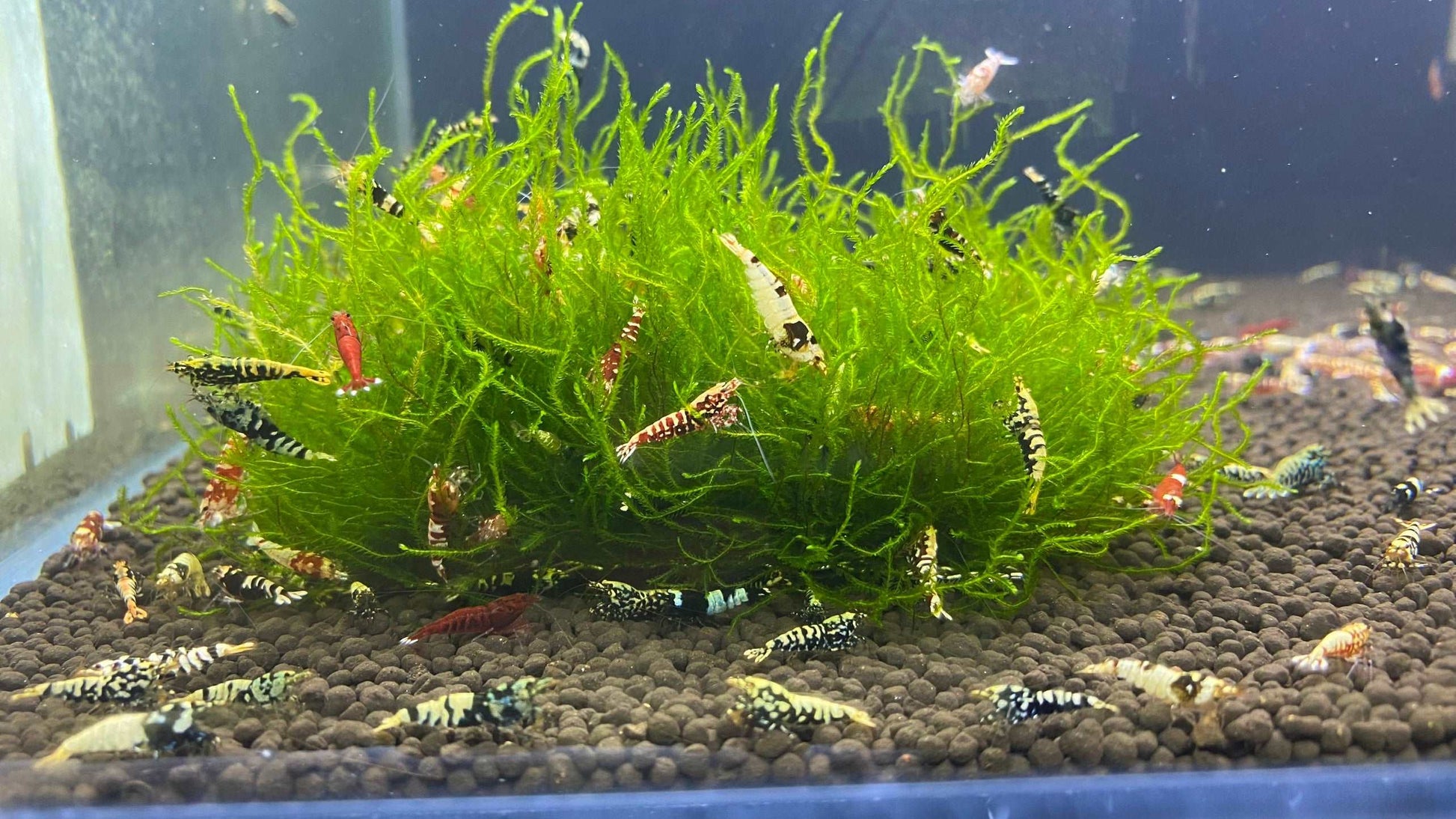 Mixed Caridina Shrimp