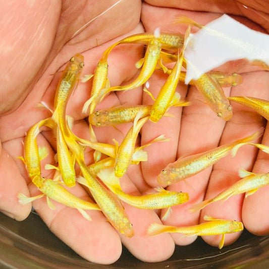 Albino Full Gold Ribbon Guppy Fish