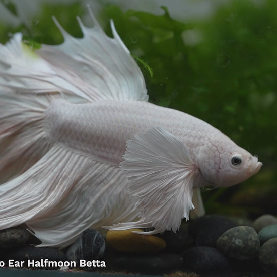 Tropicflow | Super White Dumbo Ear Halfmoon Male Betta For Sale