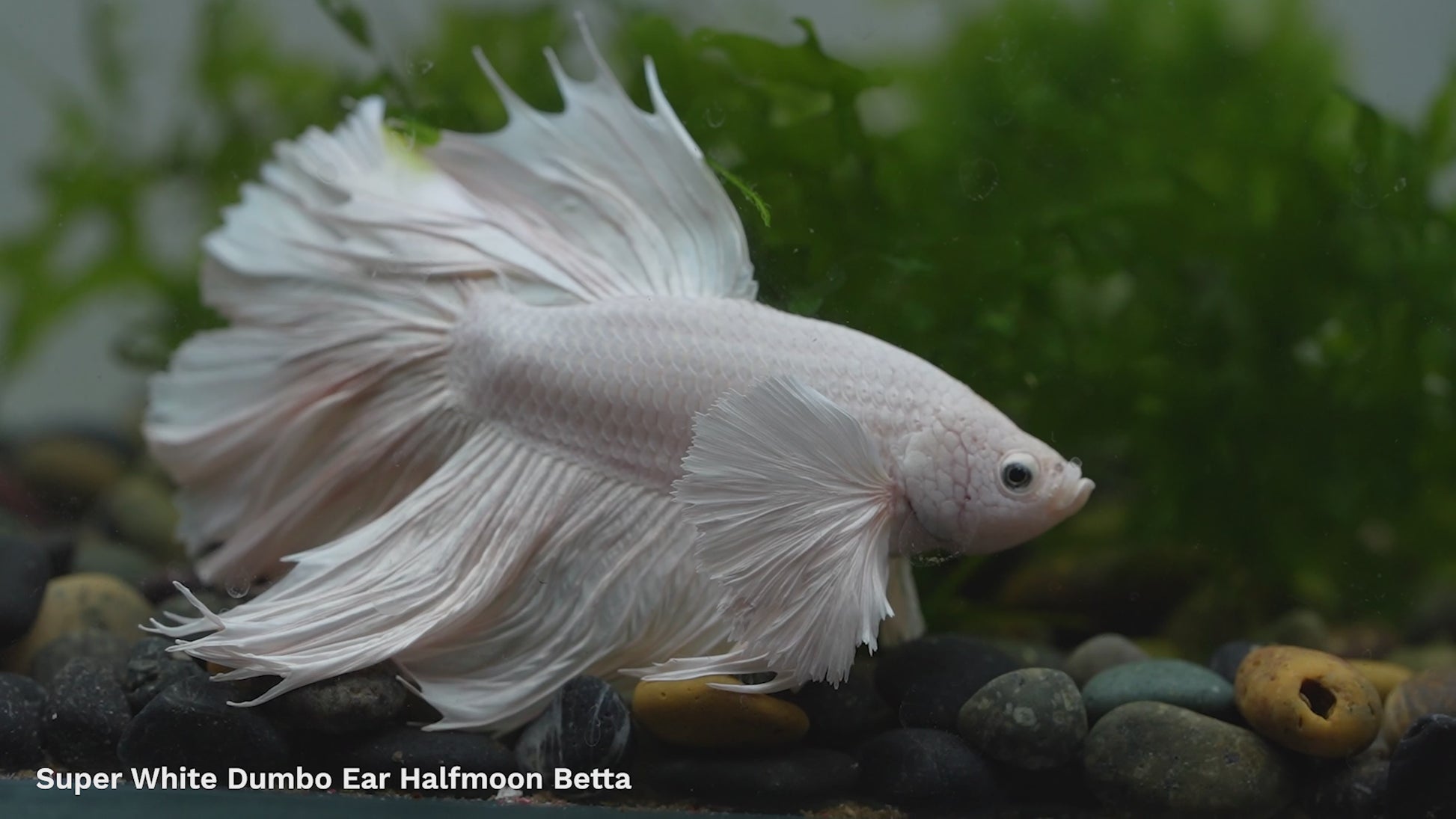 Tropicflow | Super White Dumbo Ear Halfmoon Male Betta For Sale