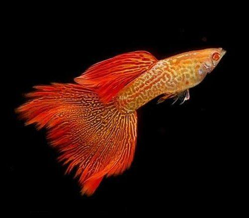 Red Albino Snakeskin Guppy Fish