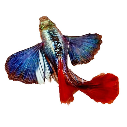 Dumbo Red Tail Guppy Fish