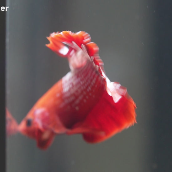 Red Fancy Hellboy Copper Plakat Male Betta Fish