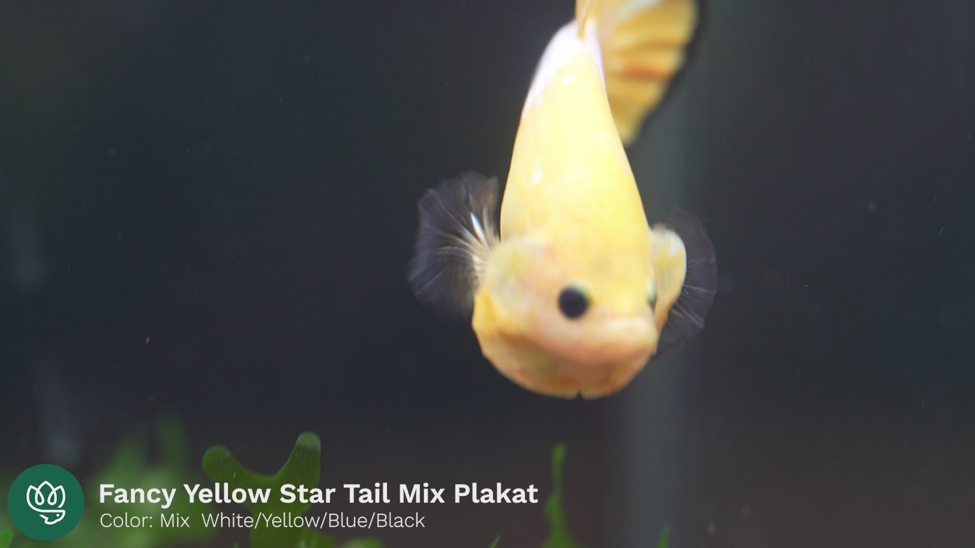 Fancy Yellow Plakat Male Betta