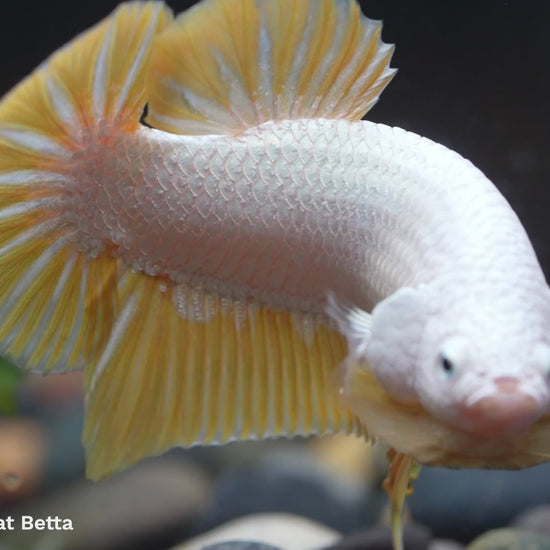 Yellow Dragon Plakat Male Betta