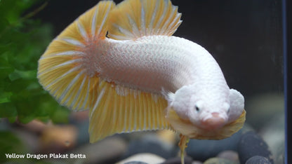 Yellow Dragon Plakat Male Betta