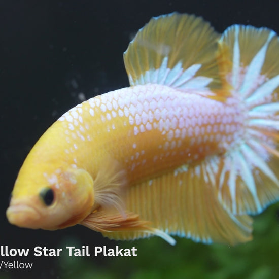 Fancy Yellow Plakat Male Betta