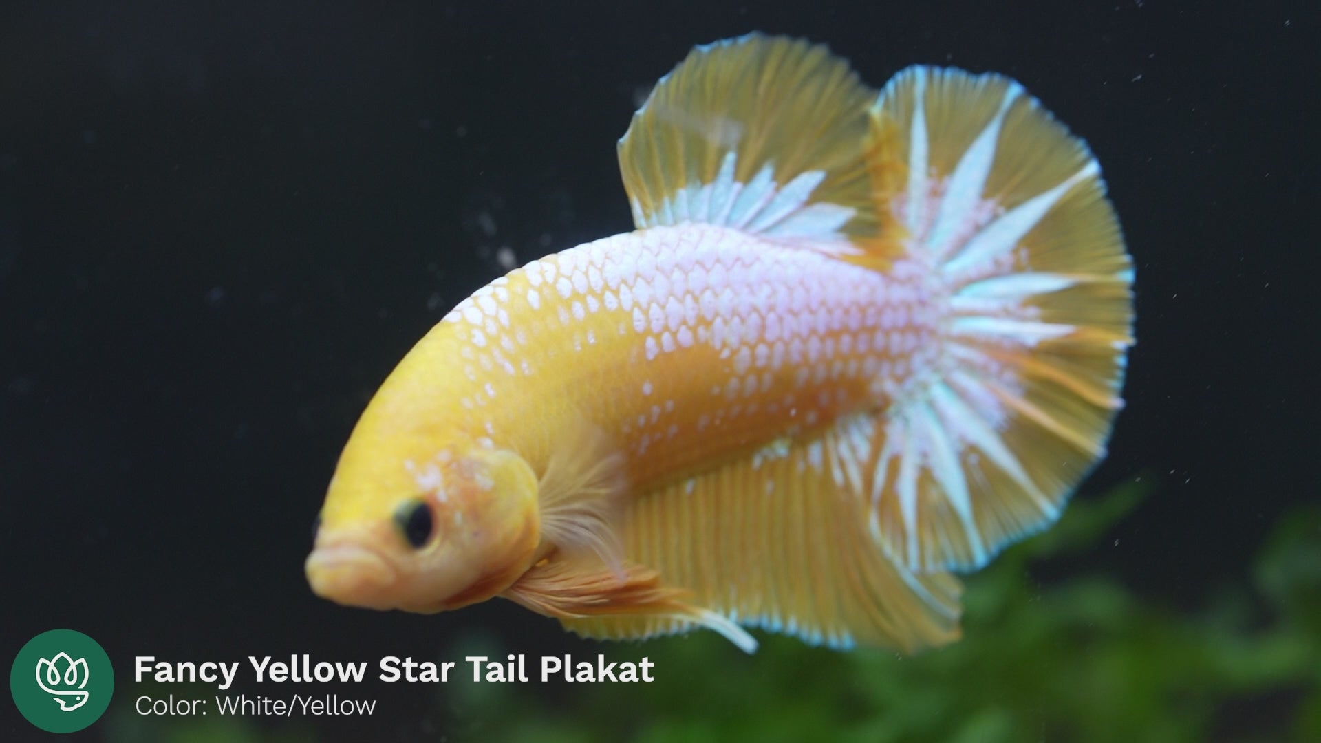 Fancy Yellow Plakat Male Betta