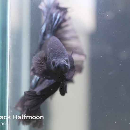 Tropicflow | Super Black Halfmoon Male Betta For Sale