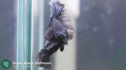 Tropicflow | Super Black Halfmoon Male Betta For Sale