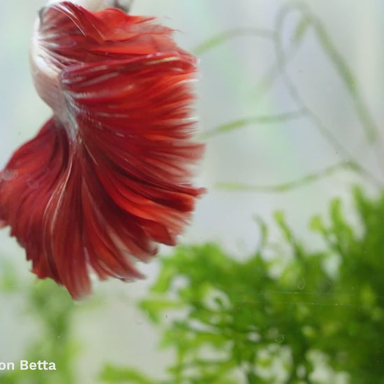 Red Dragon Halfmoon Male Betta