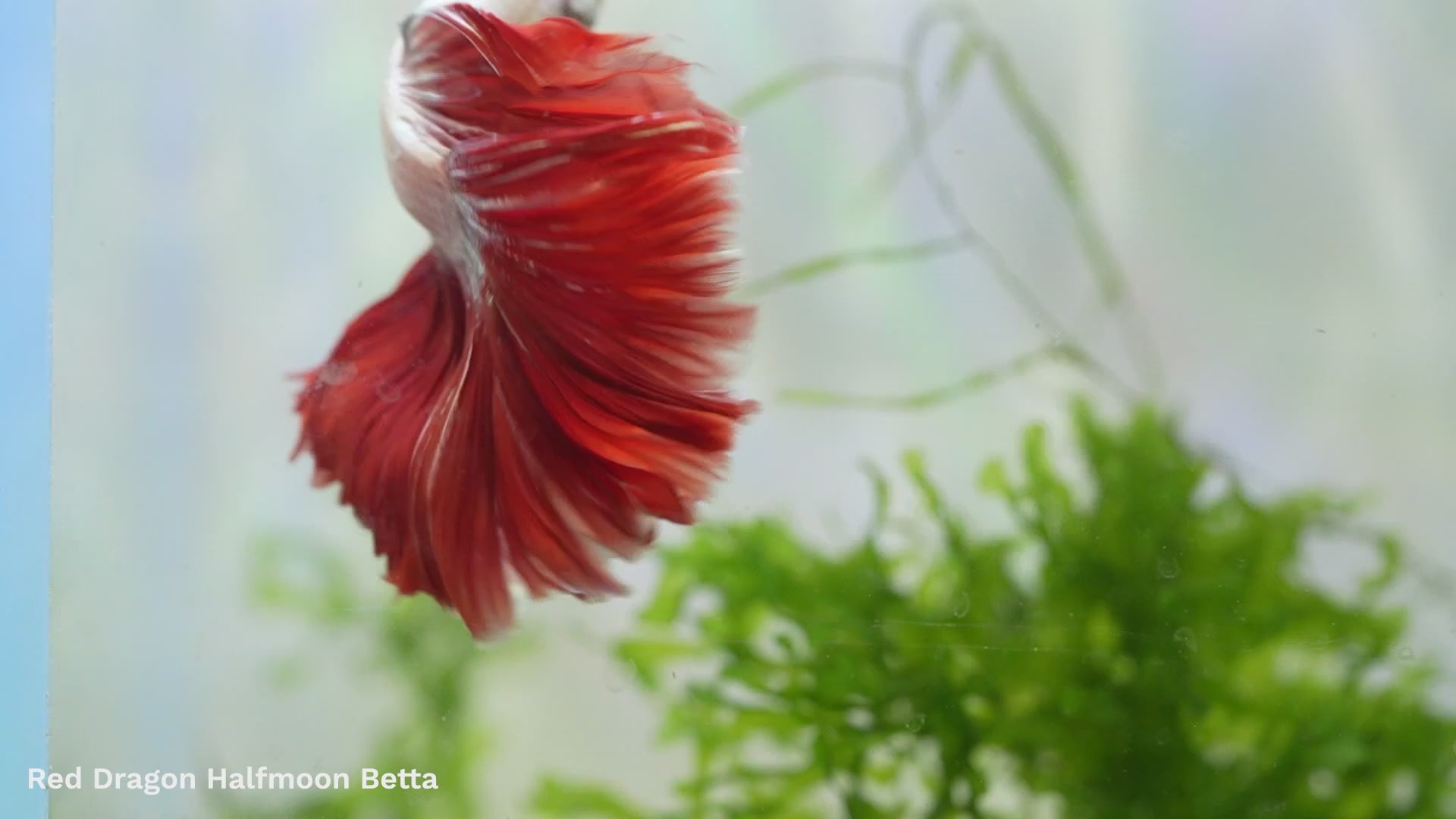 Red Dragon Halfmoon Male Betta