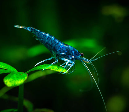 Blue Dream Neocaridina Shrimp