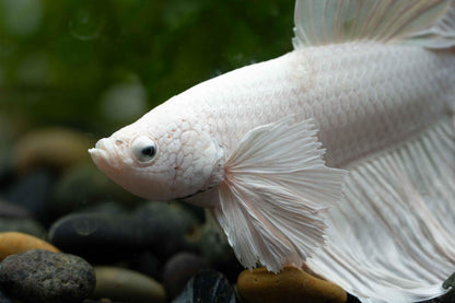 Super White Dumbo Ear Halfmoon Male Betta Fish