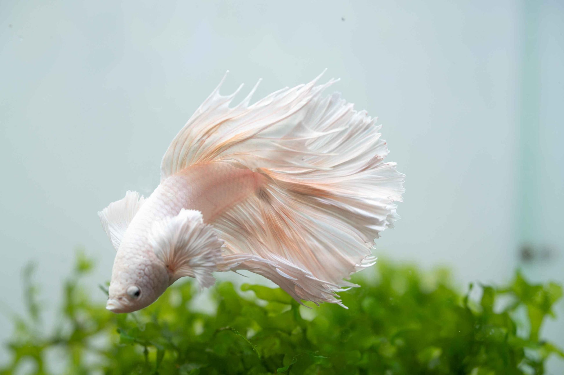 Super White Dumbo Ear Halfmoon Male Betta Fish