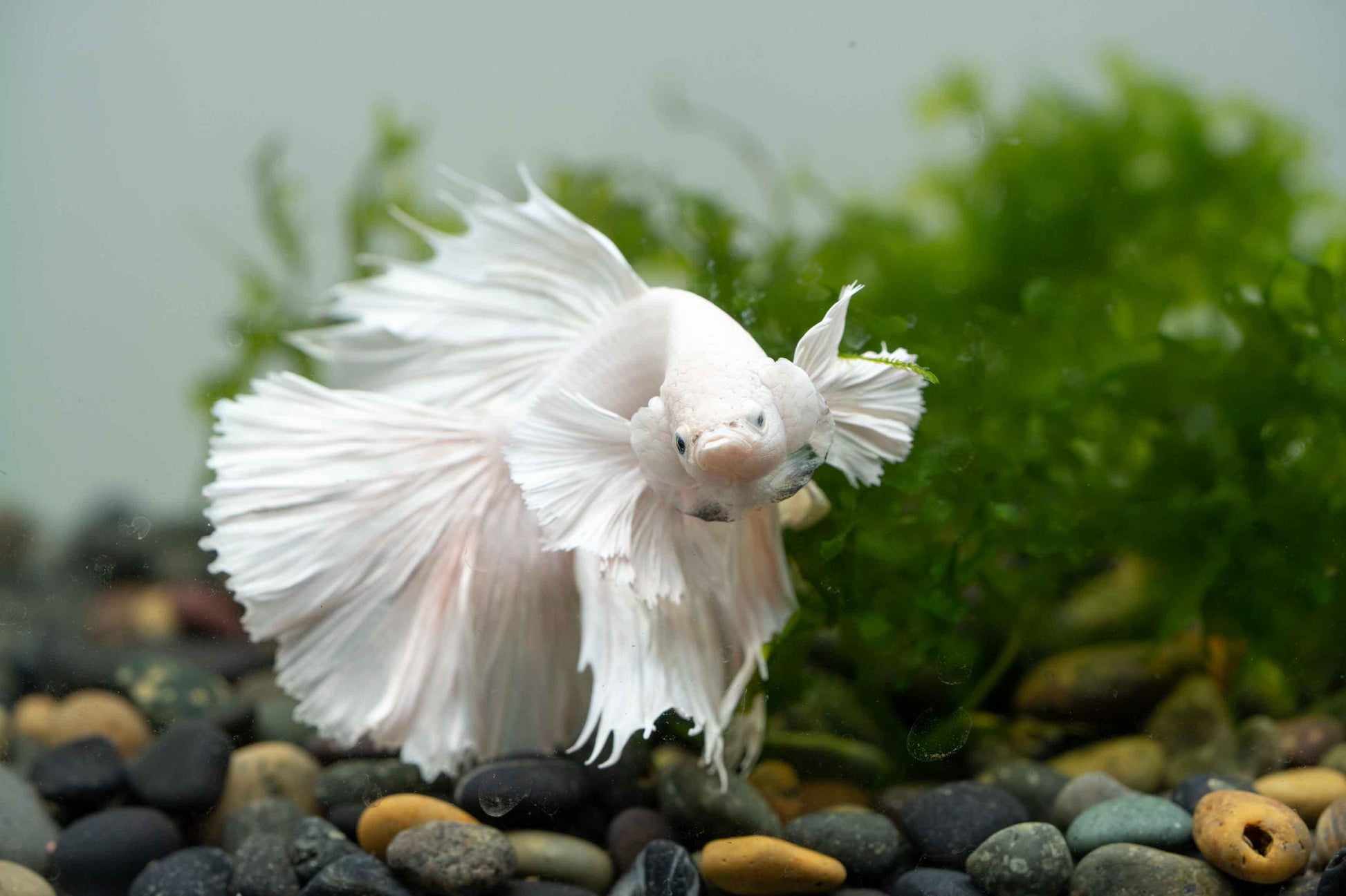 Super White Dumbo Ear Halfmoon Male Betta Fish