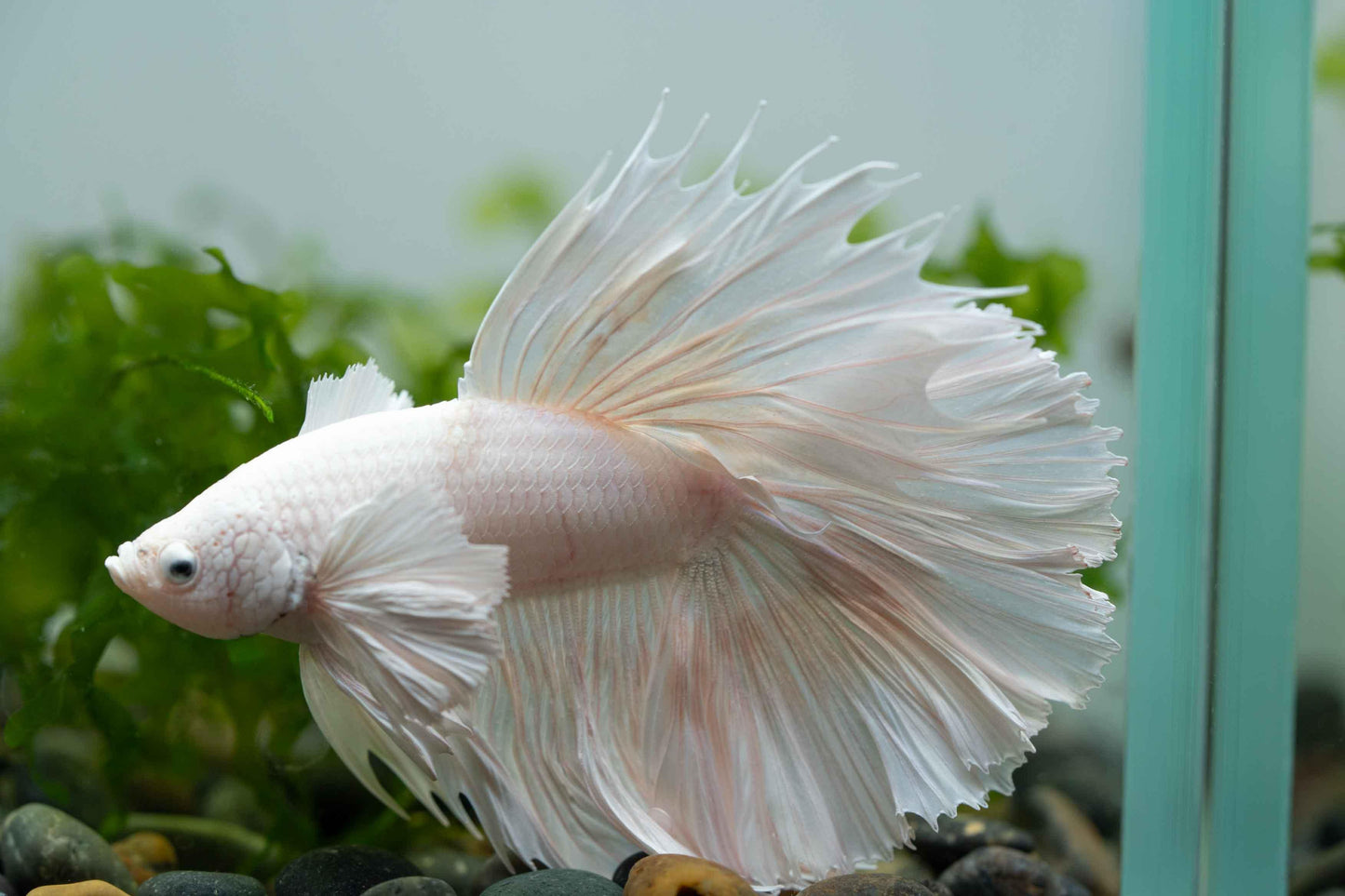 Super White Dumbo Ear Halfmoon Male Betta Fish