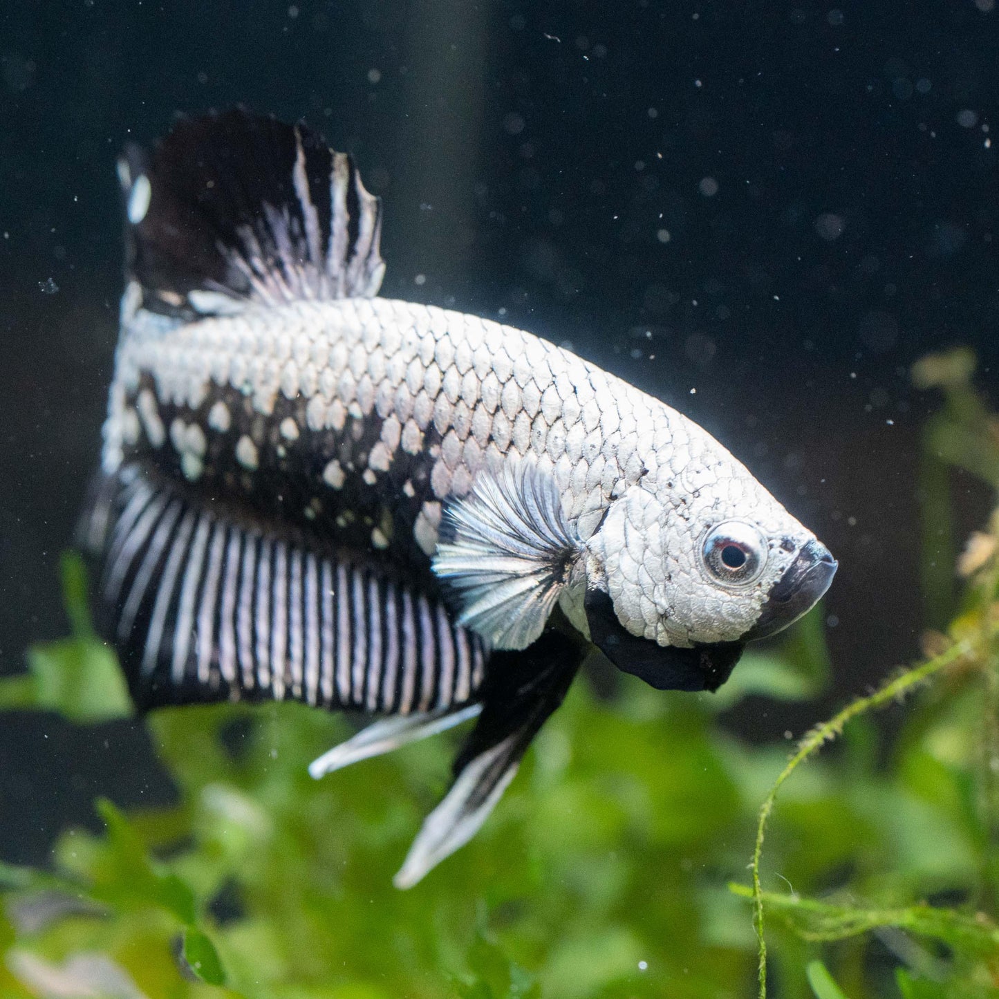 Black Dragon Plakat Male Betta Fish