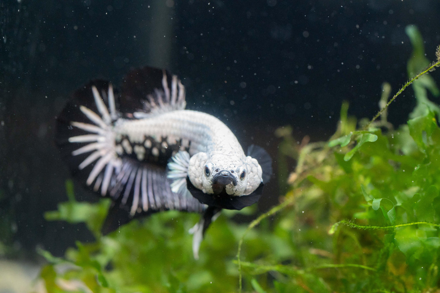 Black Dragon Plakat Male Betta Fish