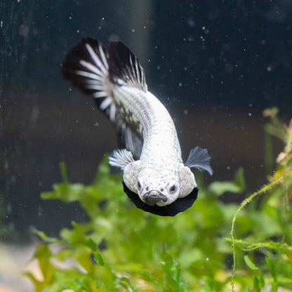 Black Dragon Plakat Male Betta Fish