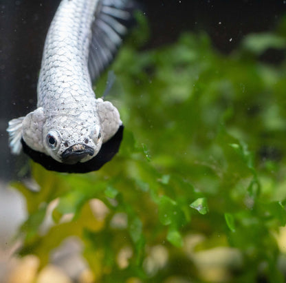 Black Dragon Plakat Male Betta Fish