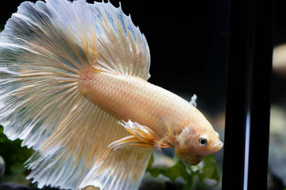 Super Gold Halfmoon Male Betta Fish