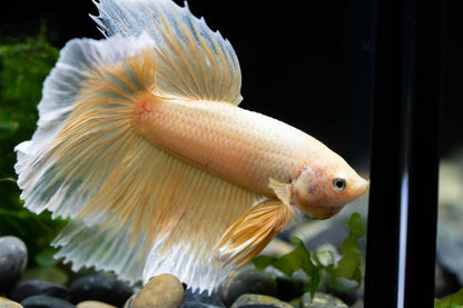 Super Gold Halfmoon Male Betta Fish