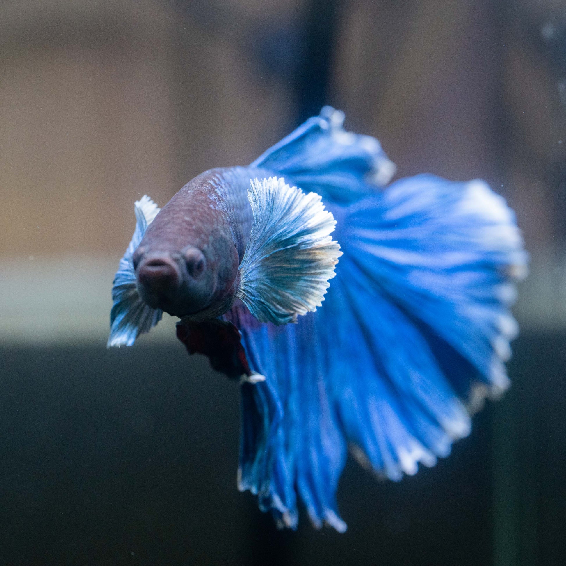 Royal Blue Dumbo Halfmoon Male Betta Fish