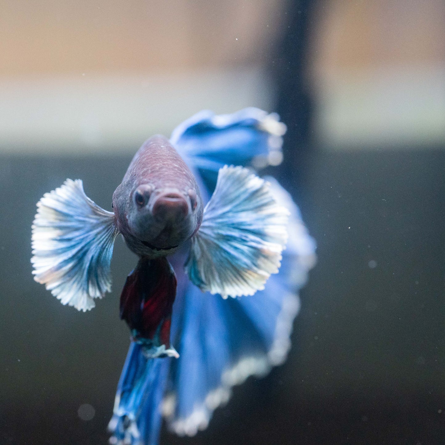 Royal Blue Dumbo Halfmoon Male Betta Fish