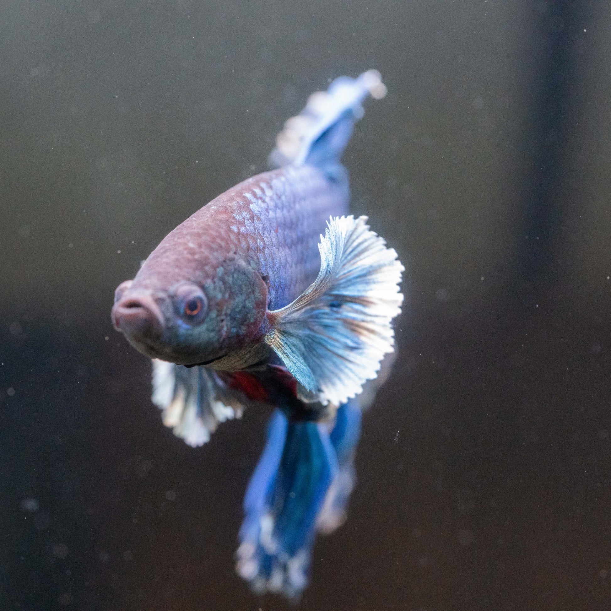 Royal Blue Dumbo Halfmoon Male Betta Fish