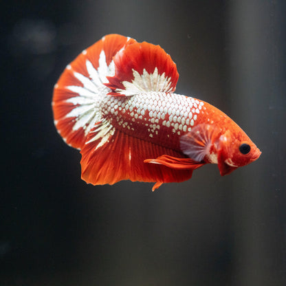 Fancy Copper Red Hellboy Plakat Male Betta Fish | Mystery Betta