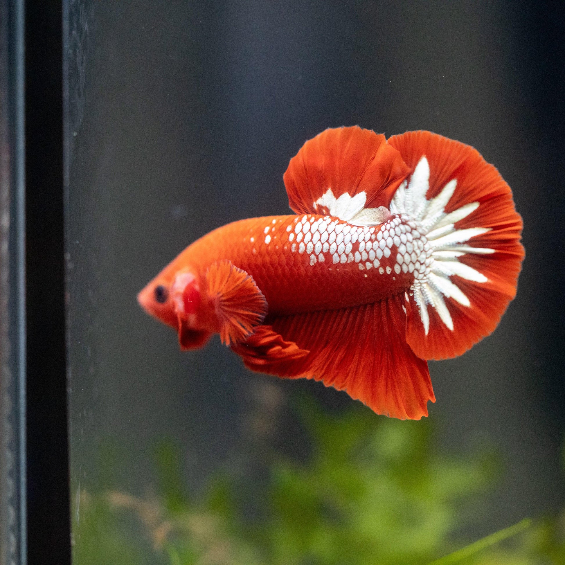 Fancy Copper Red Hellboy Plakat Male Betta Fish | Mystery Betta