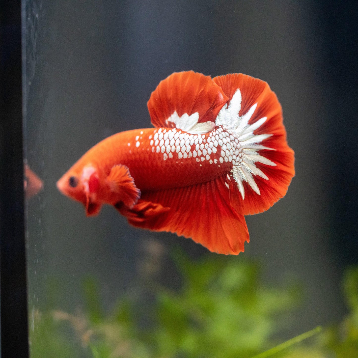 Fancy Copper Red Hellboy Plakat Male Betta Fish | Mystery Betta