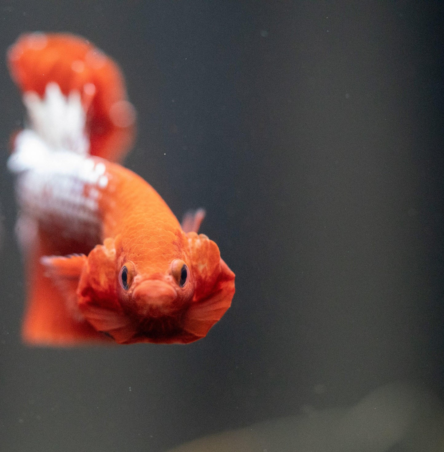 Fancy Copper Red Hellboy Plakat Male Betta Fish | Mystery Betta