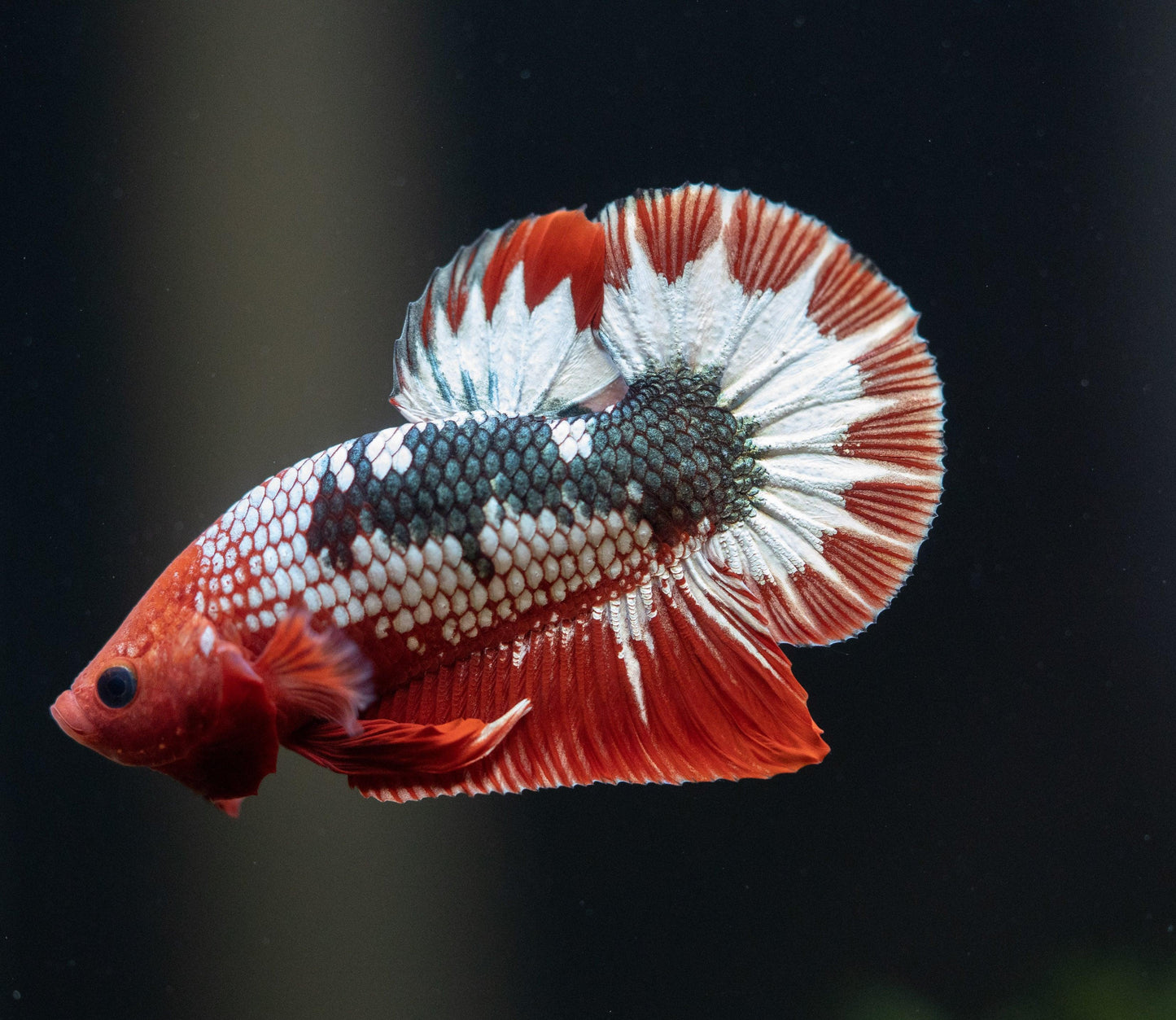 Fancy Copper Red Hellboy Plakat Male Betta Fish | Mystery Betta