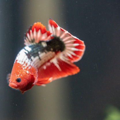 Fancy Copper Red Hellboy Plakat Male Betta Fish | Mystery Betta