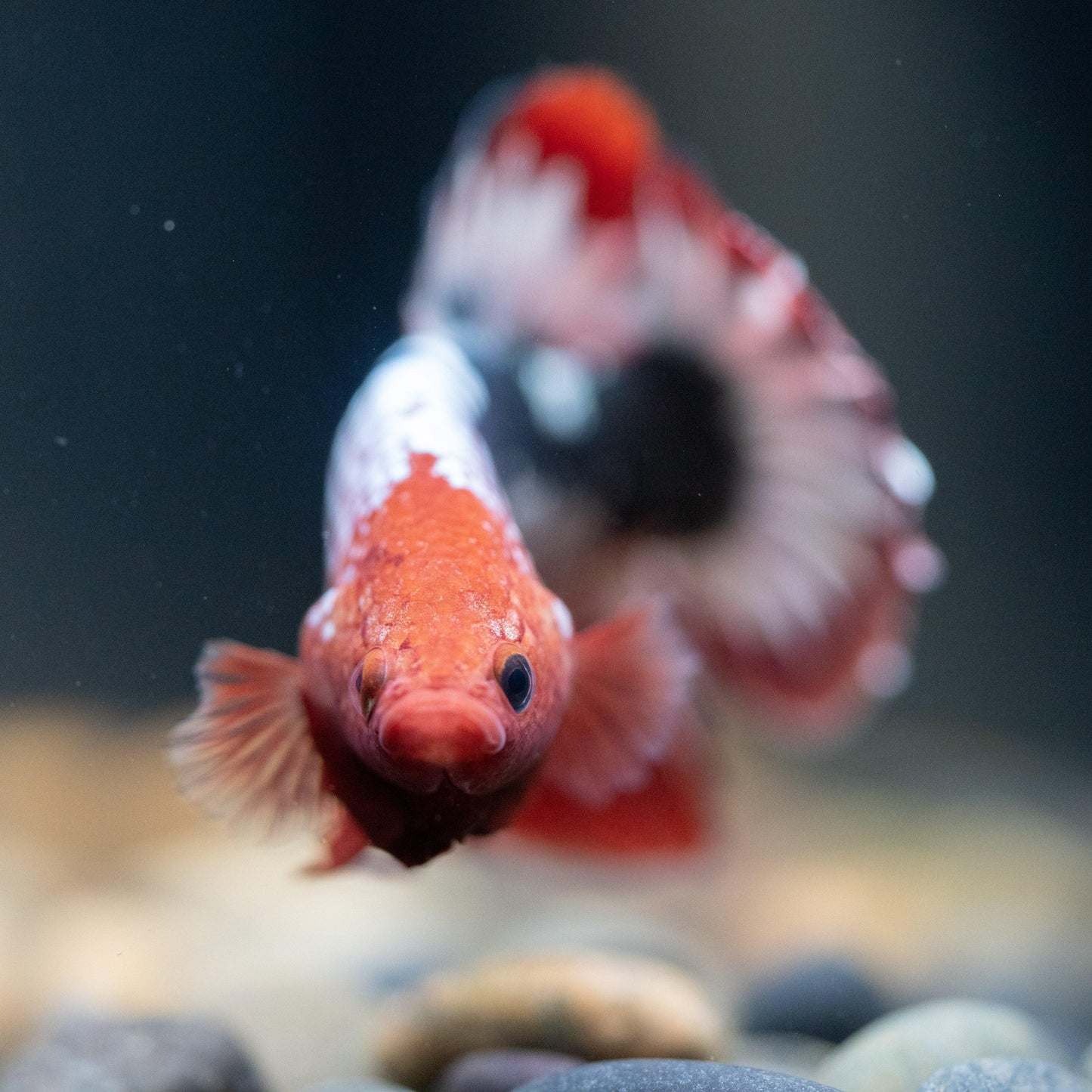 Fancy Copper Red Hellboy Plakat Male Betta Fish | Mystery Betta