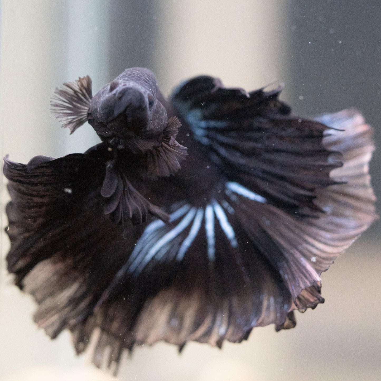 Super Black Halfmoon Male Betta Fish