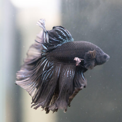 Super Black Halfmoon Male Betta Fish