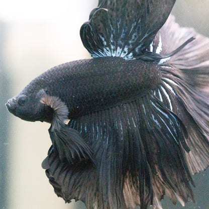 Super Black Halfmoon Male Betta Fish