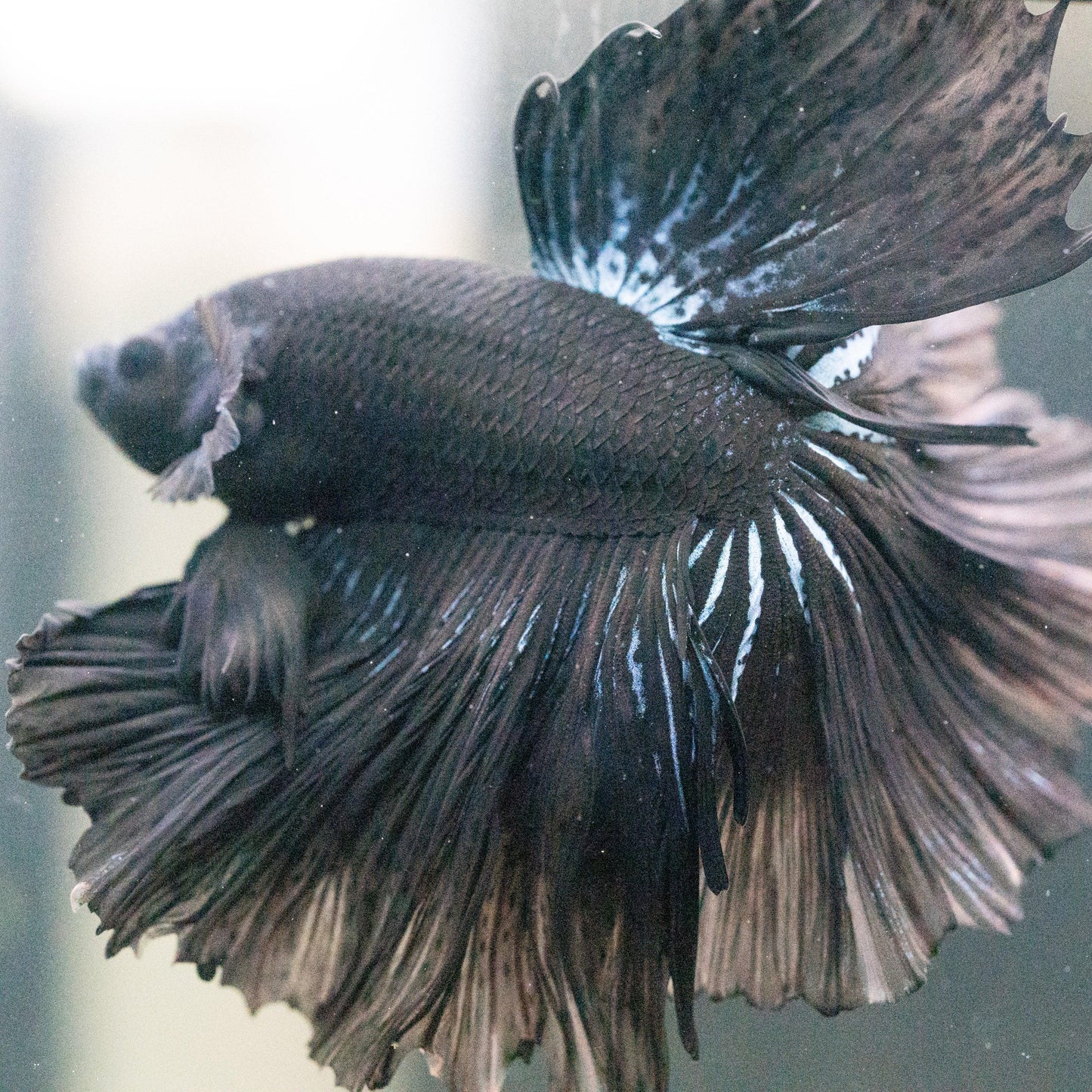 Super Black Halfmoon Male Betta Fish