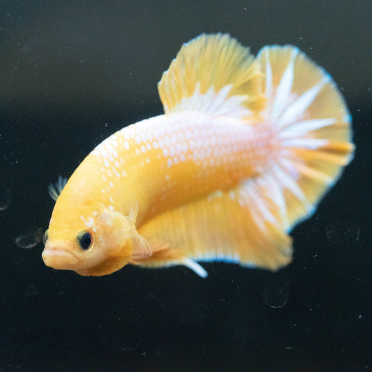 Fancy Yellow Plakat Male Betta Fish