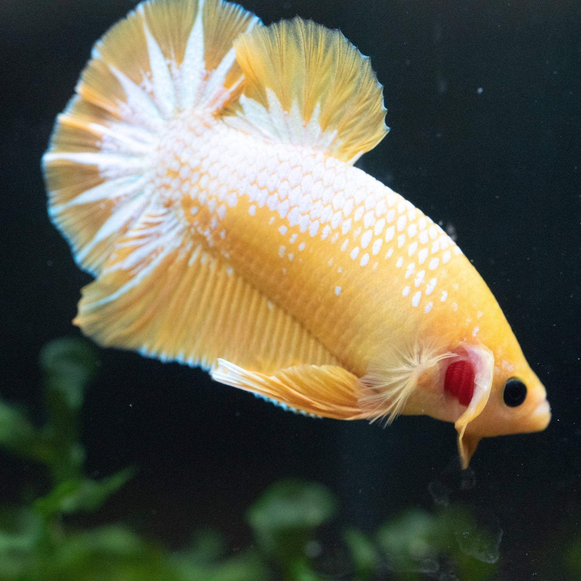 Fancy Yellow Plakat Male Betta Fish